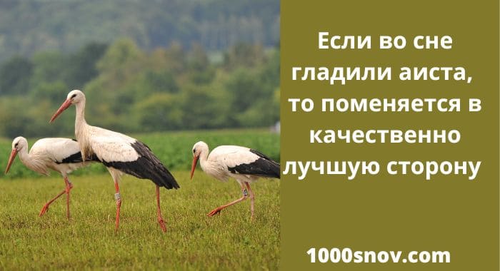 Три аиста