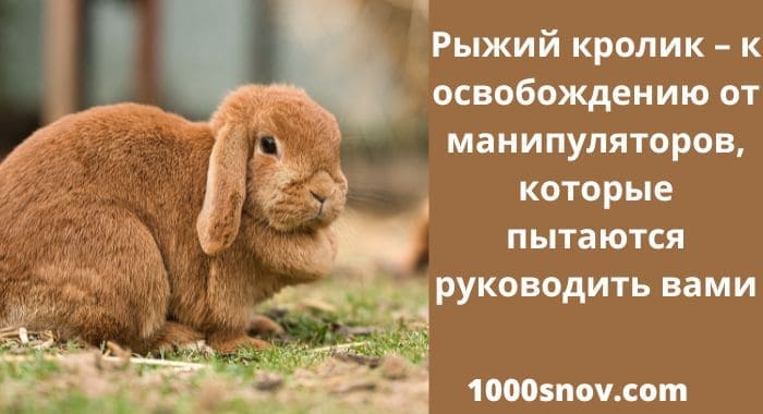 Кролик на травке