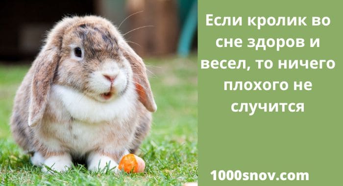 Кролик