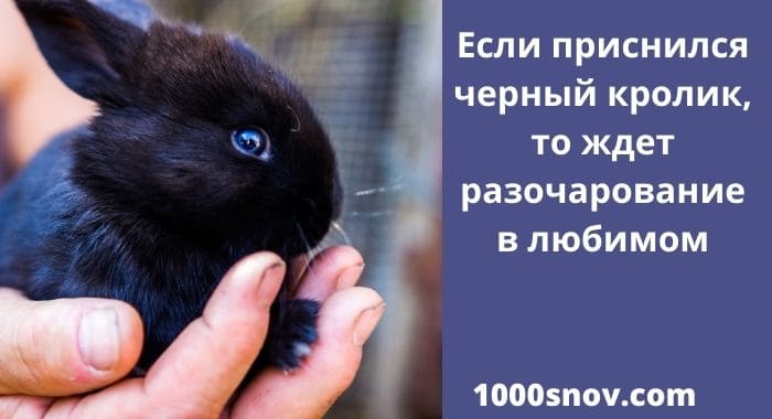 Крошечный кролик в ладонях