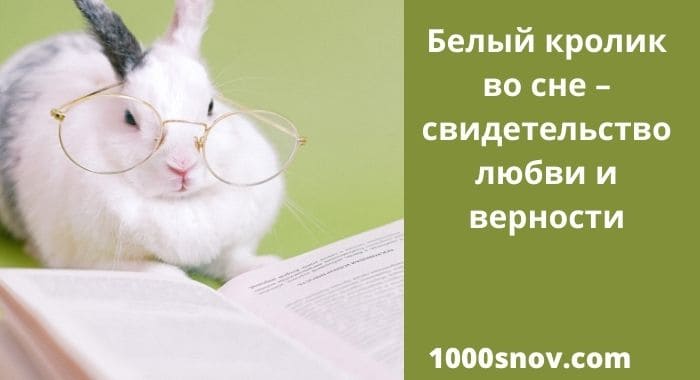 Приметы про кроликов