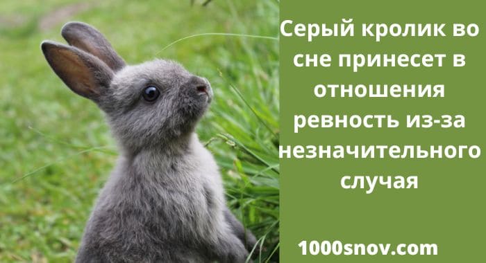 Серый кролик
